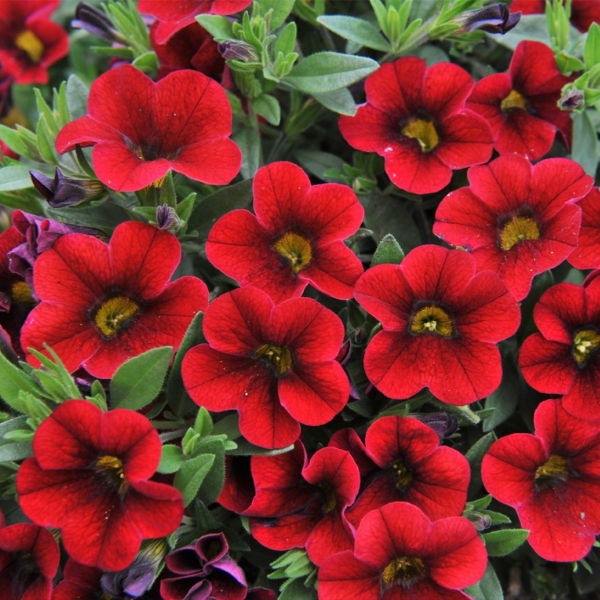 Calibrachoa Hybrida 'Aloha Nani Dark Red'