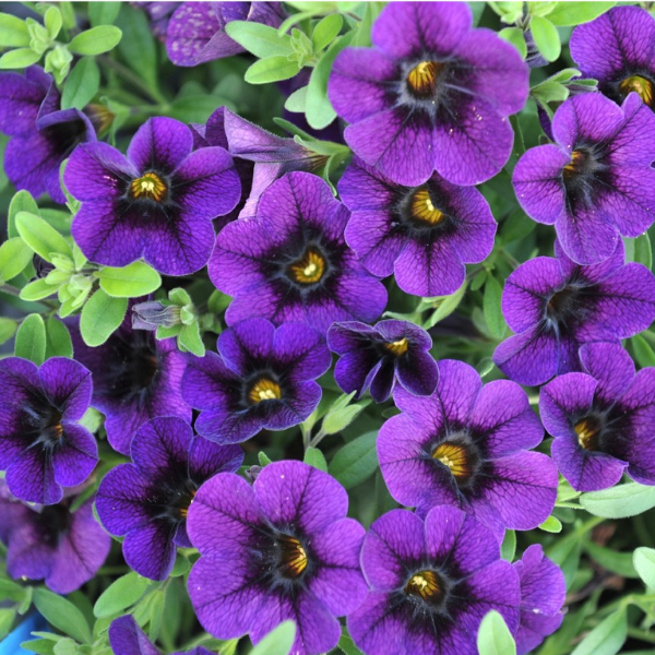 Calibrachoa Hybrida 'Aloha Nani Midnight Blue'