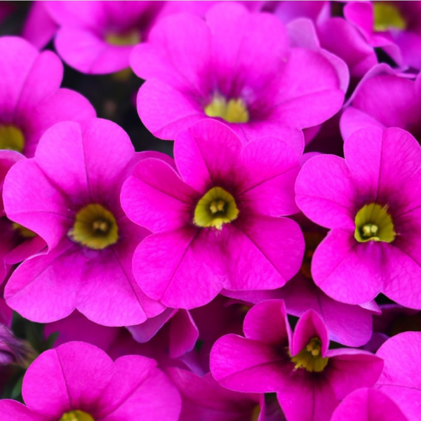 Calibrachoa Hybrida 'Aloha Nani Pink'