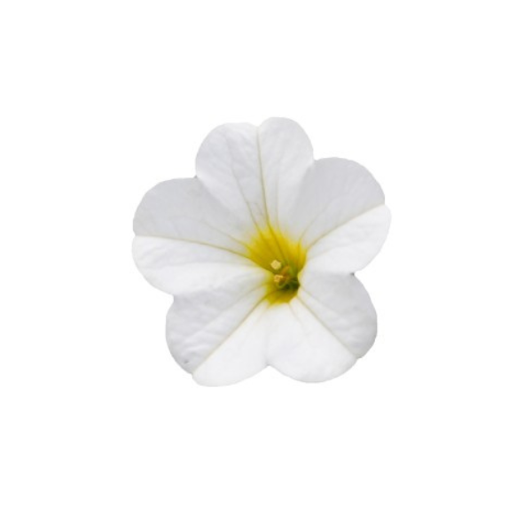 Calibrachoa Hybrida 'Aloha Nani White'