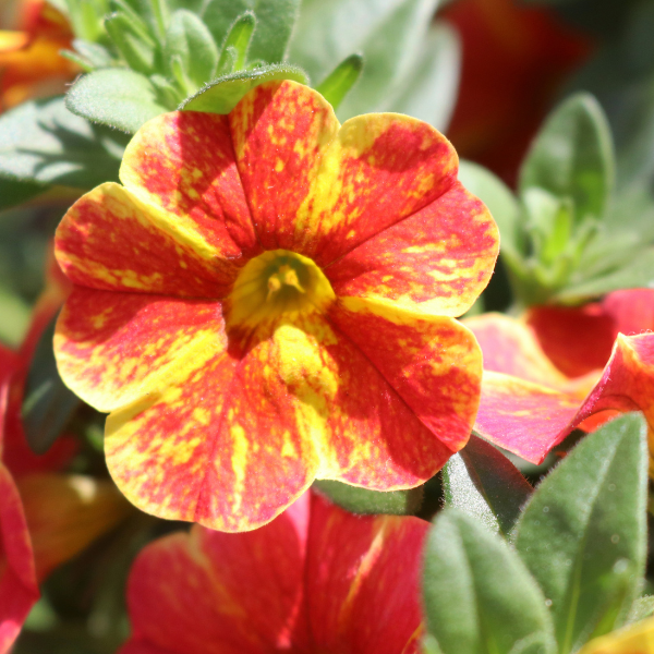 Calibrachoa Hybrida 'Aloha Nani Calibash'