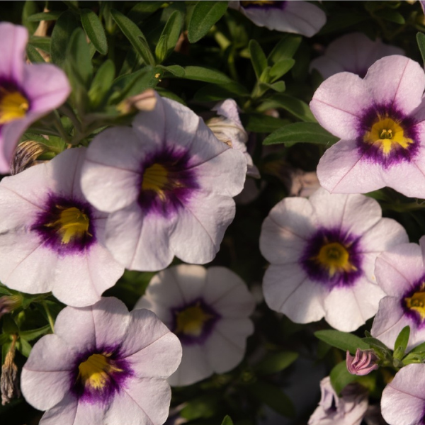 Calibrachoa Hybrida 'Bloomtastic Serenity'