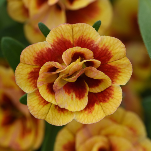 Calibrachoa hybrida 'Minifamous Neo Double OrangeTastic'
