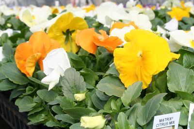 Pansy viola x wittrockiana 'Matrix Citrus Mix'