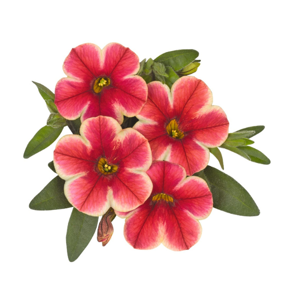 Calibrachoa Hybrida 'Volcano Neon'