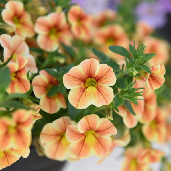 Calibrachoa Hybrida 'Volcano Sunset'