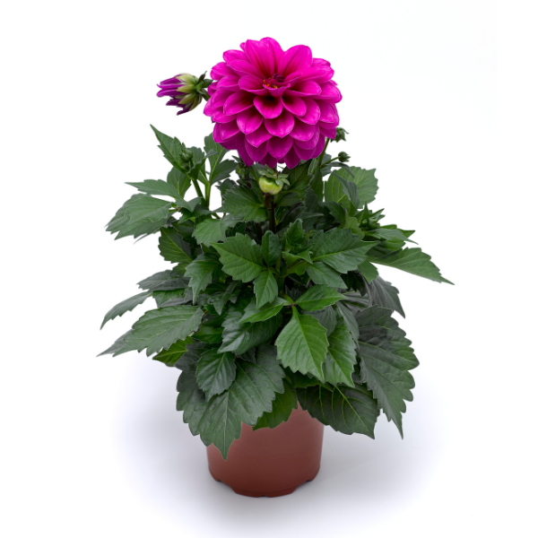 Dahlia hybrida 'Grandalia Dark Rose'