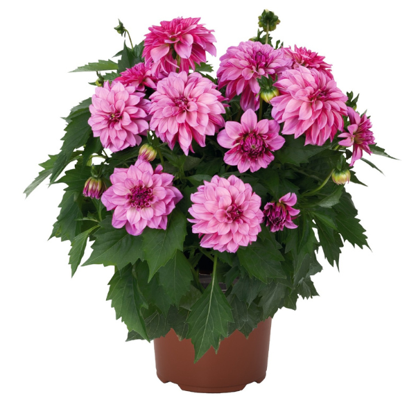 Dahlia hybrida 'Hypnotica Purple Bicolor'