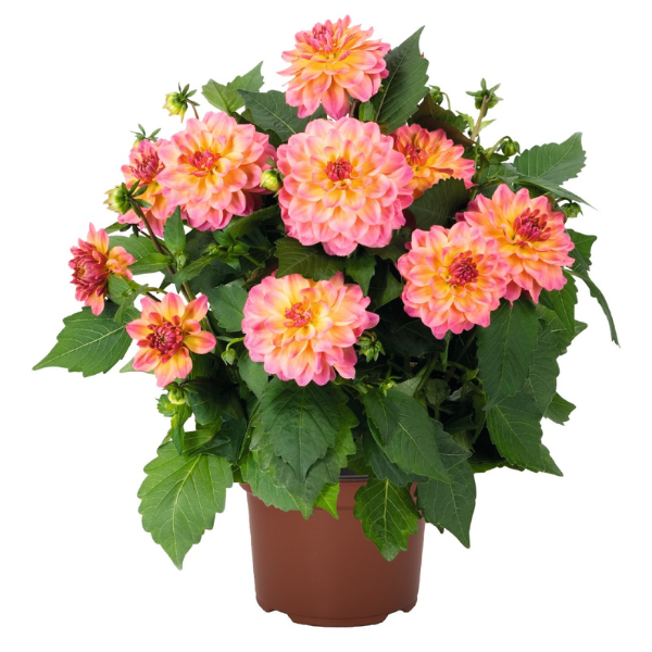 Dahlia hybrida 'Hypnotica Rose Bicolor'