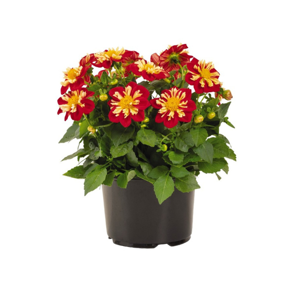 Dahlia hybrida 'Starsister Scarlet & Yellow'