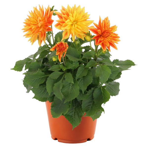 Dahlia hybrida 'XXL Baja Sol'