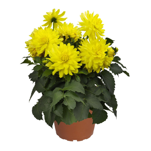 Dahlia hybrida 'XXL Durango'