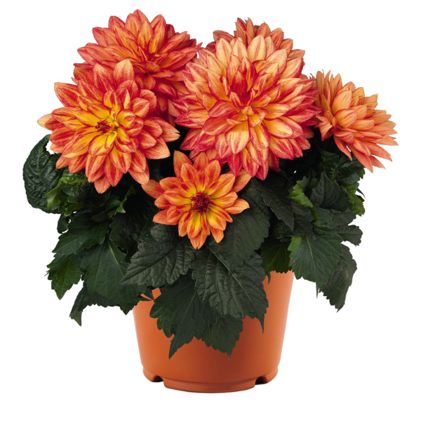 Dahlia hybrida 'XXL Tabasco'