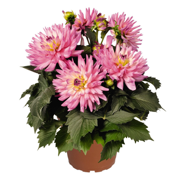 Dahlia hybrida 'XXL Veracruz'