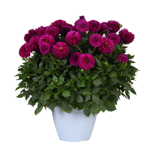 Dahlia hybrida 'Venti Royal Purple'