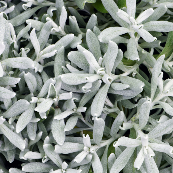 Didelta Hybrida 'Fancifiller Silver Strand'