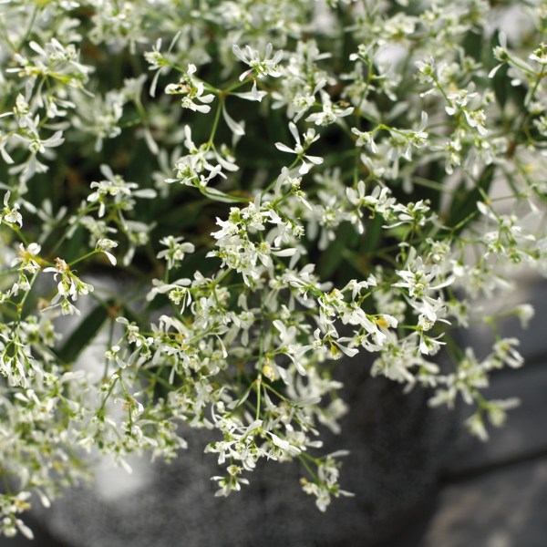 Euphorbia hypericifolia 'Euphoric Star Dust White Flash'