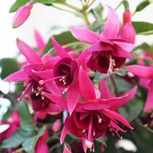 Fuchsia hybrid 'Aretes President George Bartlett'