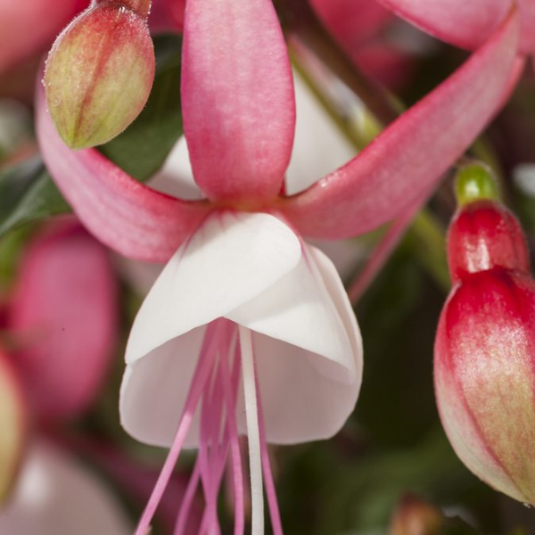 Fuchsia hybrid 'Windchimes Basket Neon/White'