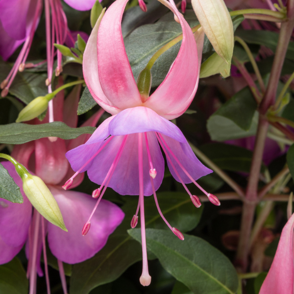 Fuchsia hybrid 'Windchimes Basket Pink/Lilac'