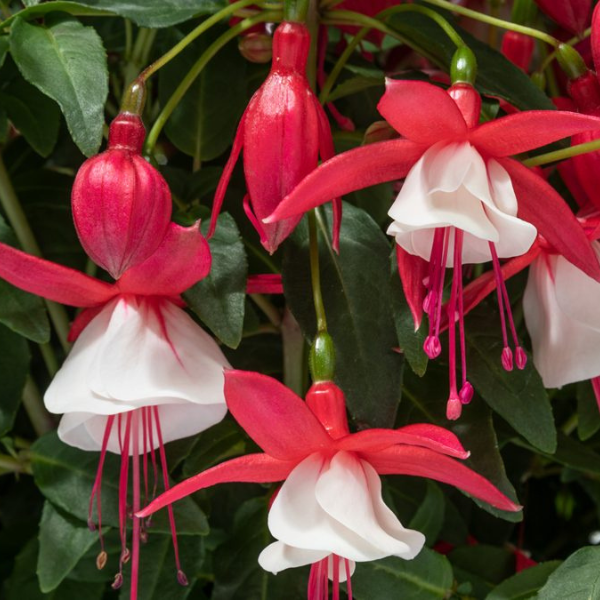 Fuchsia hybrid 'Windchimes Basket Red/White'