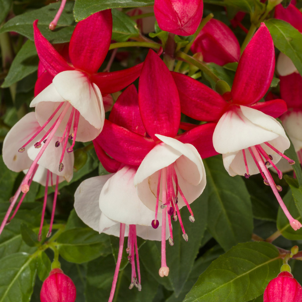 Fuchsia hybrid 'Windchimes Upright Red/White'