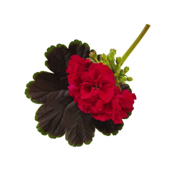 Geranium Exotic 'Brocade Cherry Night'