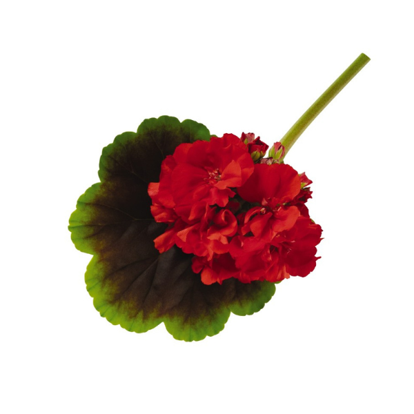 Geranium Exotic 'Brocade Fire'