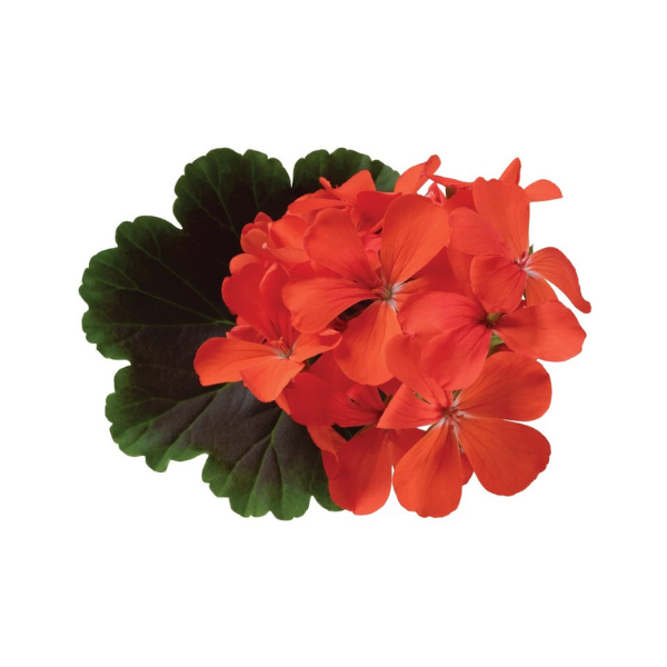 Geranium Exotic 'Brocade Fire Night'