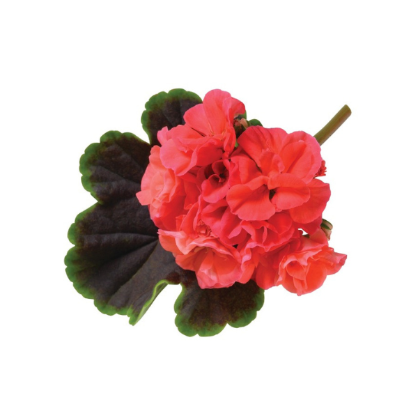 Geranium Exotic 'Brocade Salmon Night'