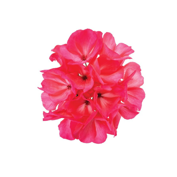 Geranium Hybrid 'Big EEZE Foxy Flamingo'