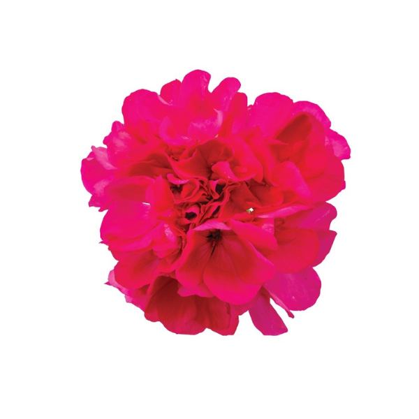 Geranium Hybrid 'Big EEZE Fuchsia Blue'