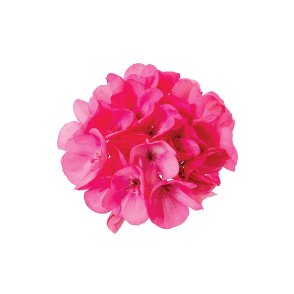 Geranium Hybrid 'Big EEZE Pink'