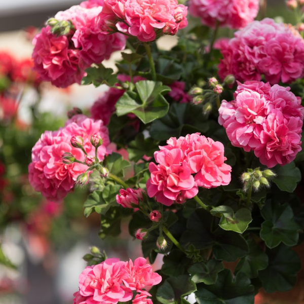 Geranium Ivy pelargonium peltatum 'Great Balls of Fire Pink'