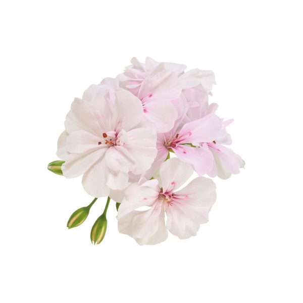 Geranium Ivy pelargonium peltatum 'Great Balls of Fire White 19'