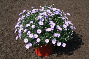 Aster Novi-Belgii 'Daydream Lavender'