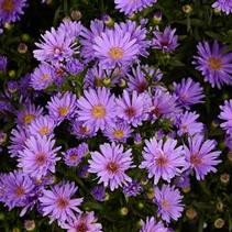 Aster Novi-Belgii 'Days Blue'