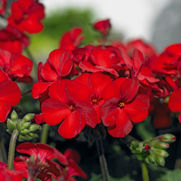 Geranium Hybrid 'Sarita Dark Red '19'