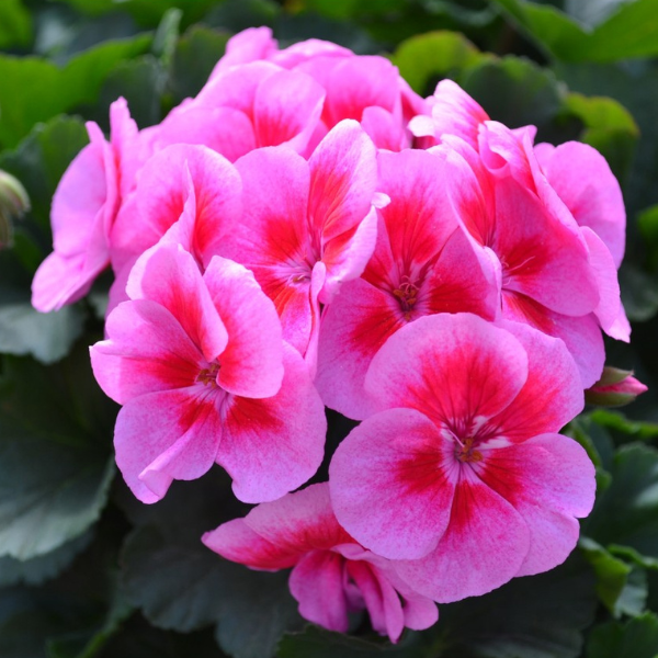 Geranium Hybrid 'Sarita Lilac Splash'