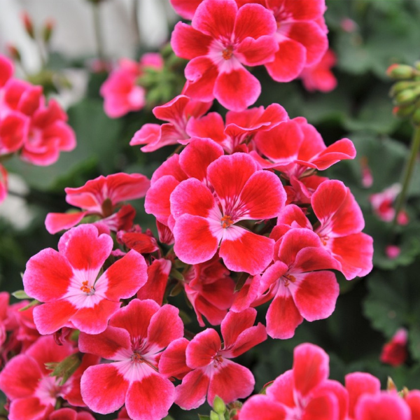 Geranium Hybrid 'Sarita Neon Sizzle'