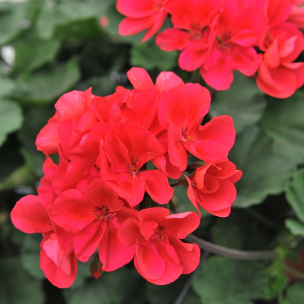 Geranium Hybrid 'Sarita Punch'