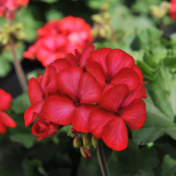 Geranium Hybrid 'Sarita Sunstar Red'