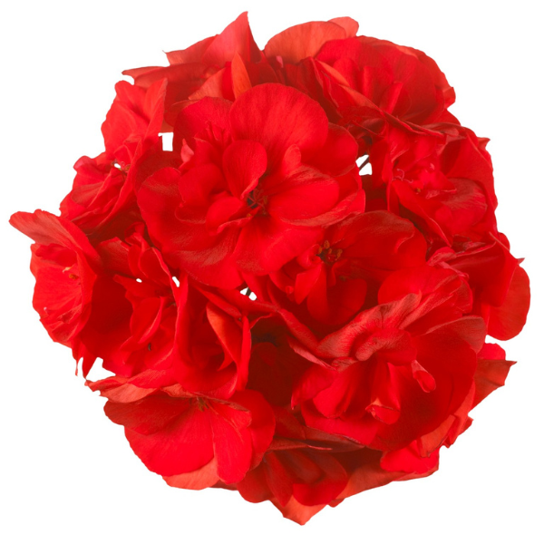 Geranium Zonal pelargonium zonale 'Maestro Idols Bright Red'