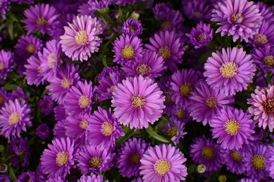 Aster Novi-Belgii 'Magic Purple'