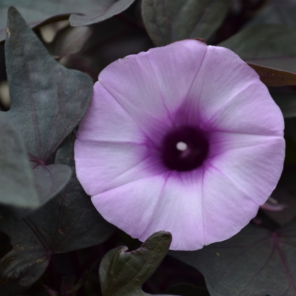 Ipomoea batatas 'FloraMia Nero'
