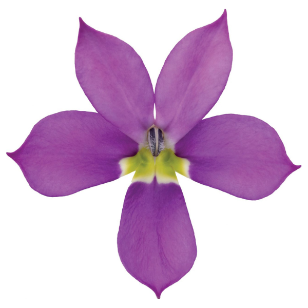 Isotoma axillaris 'Isotoma Fizz N Pop Glowing Violet'