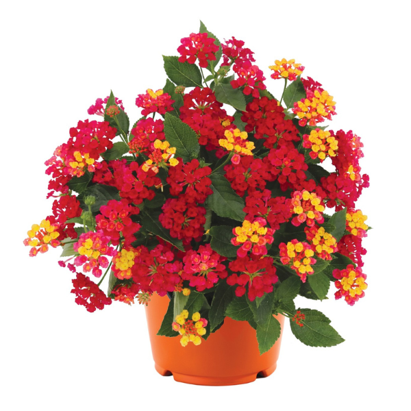 Lantana camara 'Havana Cherry'