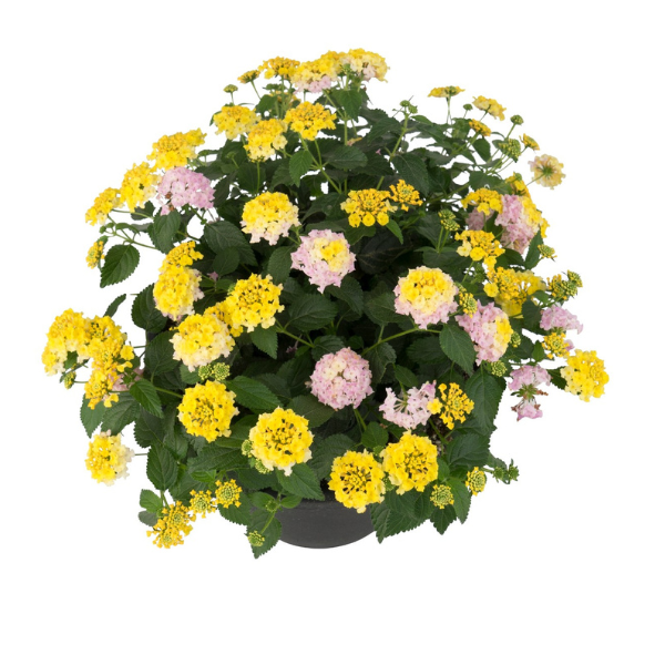 Lantana camara 'Havana Sunrise'