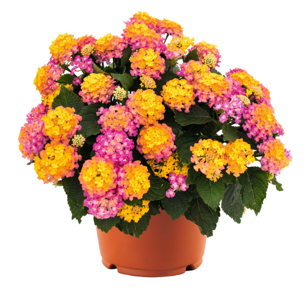 Lantana camara 'Havana Sunset'