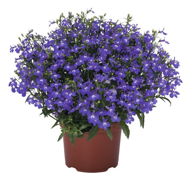 Lobelia erinus 'Bella Azure'